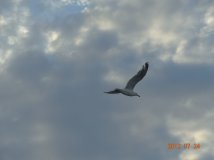 天地之间一精灵