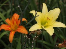 By China—不变的主题   花