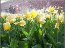 4月14日：卡片机里的中山公园郁金香