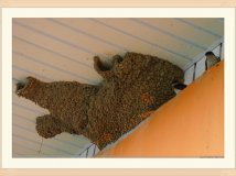 【镶框】 萨满——镜头里的油画集   （二）