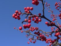 这么好的海棠有眼福没口福