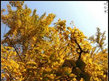 【大个随拍】钓鱼台外拍银杏(37pics)