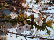 春天真的来了,好快