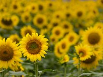 2012年7月7日---森林公园的葵花展【城区少见的风景呀】