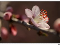 路边的野花随便拍