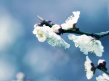 By China—杏花 梅花