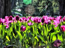 中山公园拍郁金香补交作业