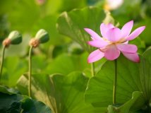 除了人像喵像，还有花卉