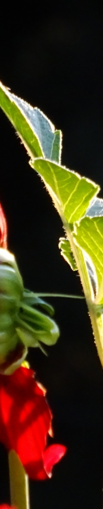 索尼HX60v试拍秋景