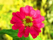 骑游收获---三朵小花