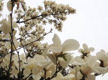 新华门玉兰花极其附属几张（23pics）