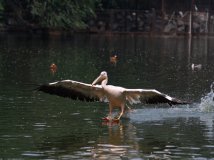 By China—鹈鹕落水，美！