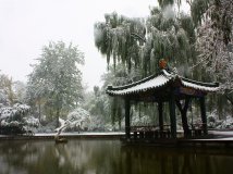 雪、水、叶、树