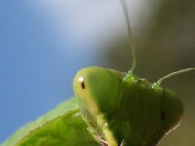 在去泰山途中拍到的螳螂