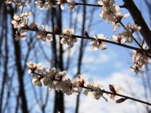 春日在盛开的山桃树下骑行...