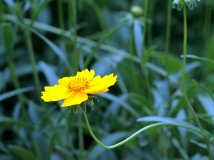 路边的野花--不采白不采