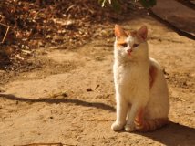 这几天拍的小猫