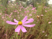 南海子公园秋天的小菊花~