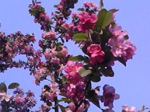 手机随拍海棠花溪的海棠花