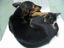 谁说猫狗是冤家？