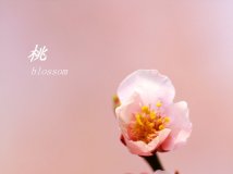 By China—桃花一枚