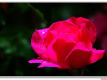 雨后夜晚——窗下的蔷薇