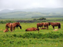 坝上草原风景及野生狐狸窝