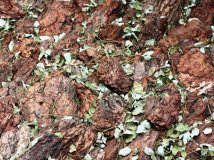 新买的 eos40d相机