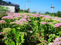 【野家】美丽的后城好风光！