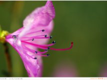 发表2_中科院植物园