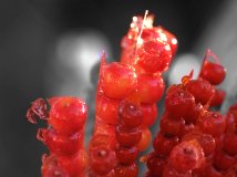 学习摄影三个月，求大师指导^.^【10P】