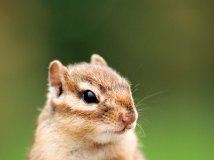 By China—抓拍小鼠