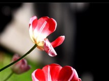 By China-羞答答的