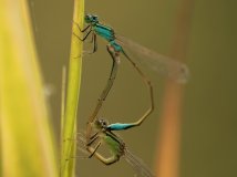 豪客管不了娶小三，这个更管不了了