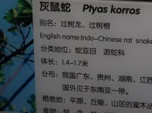 By China—灰鼠蛇（非模型）