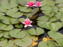 6.3日 京西王平湿地