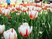 2012年的北京植物园郁金香节