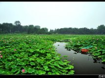 游圆明园赏荷归来