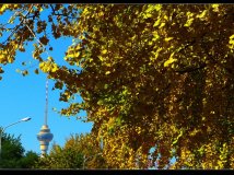 银杏树的季节.秋