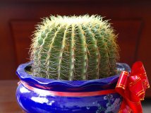 有没有玩宾得数码单反的骑友？俺试出一个PK口超值镜头