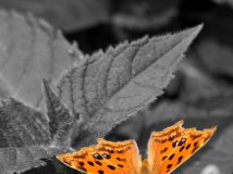 By China—蝴蝶被抓到了