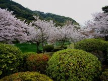 日本福崗縣樱花之旅(2)