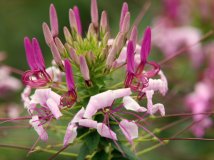 By China—这是什么花？