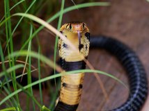 闲来无事，发个我在加蓬拍的眼镜蛇