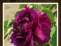 中山公园赏花、采风（美图）