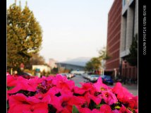 【大个儿试机】NIKON P310试机随拍(12pics)