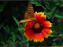 香山上的蝴蝶花