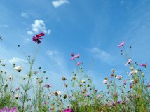 永定河----那片美丽的波斯菊