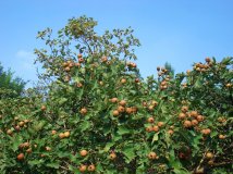 20120908★支持摄影版改版凑个热闹—朝阳公园跑步随拍★