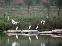 “舞动的天使”